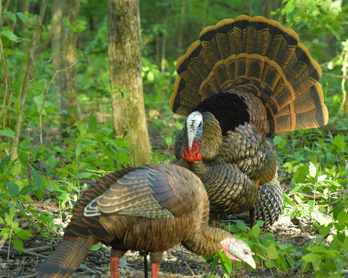 3 Avian X Decoy Setups for Spring Success!